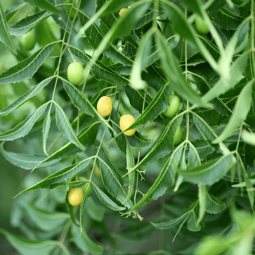 Aceite de Neem para Plantas