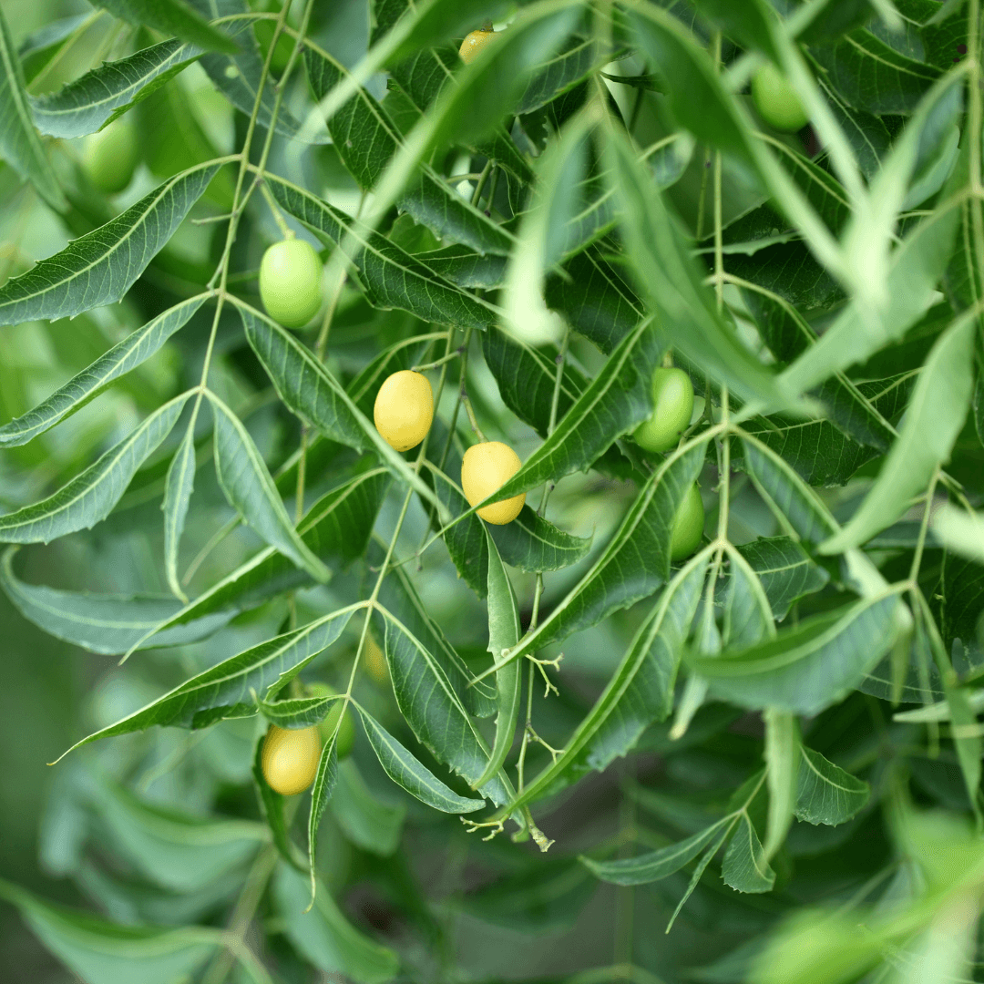 Aceite de Neem para Plantas