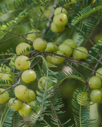 Amla