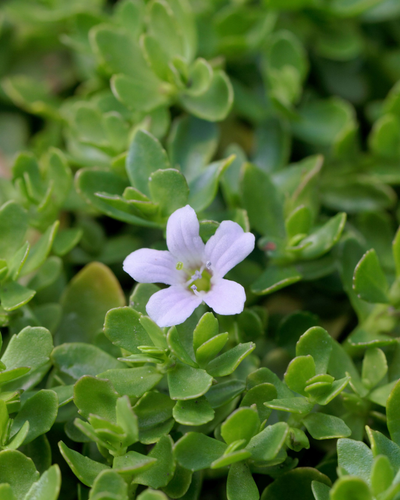 Brahmi