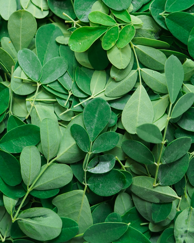 Moringa