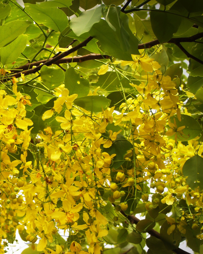 Cassia Obovata