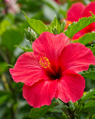 Hibisco