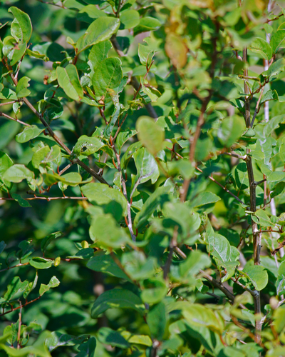 Lawsonia Inermis (Henna)