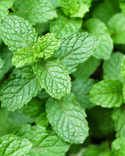Menta
