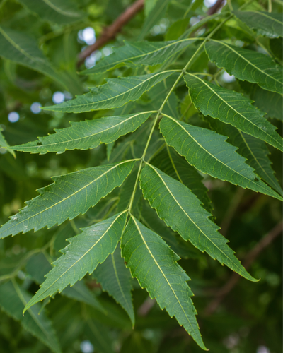 Neem